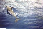 Dolphin Discoveries - Spotted Dolphin close to the boat.